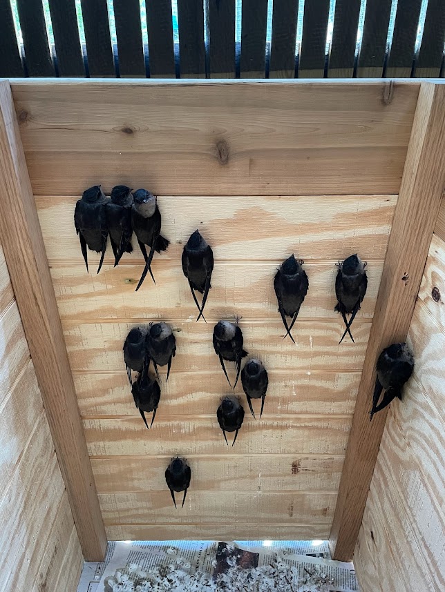 chimney swifts in nest box FWS.gov